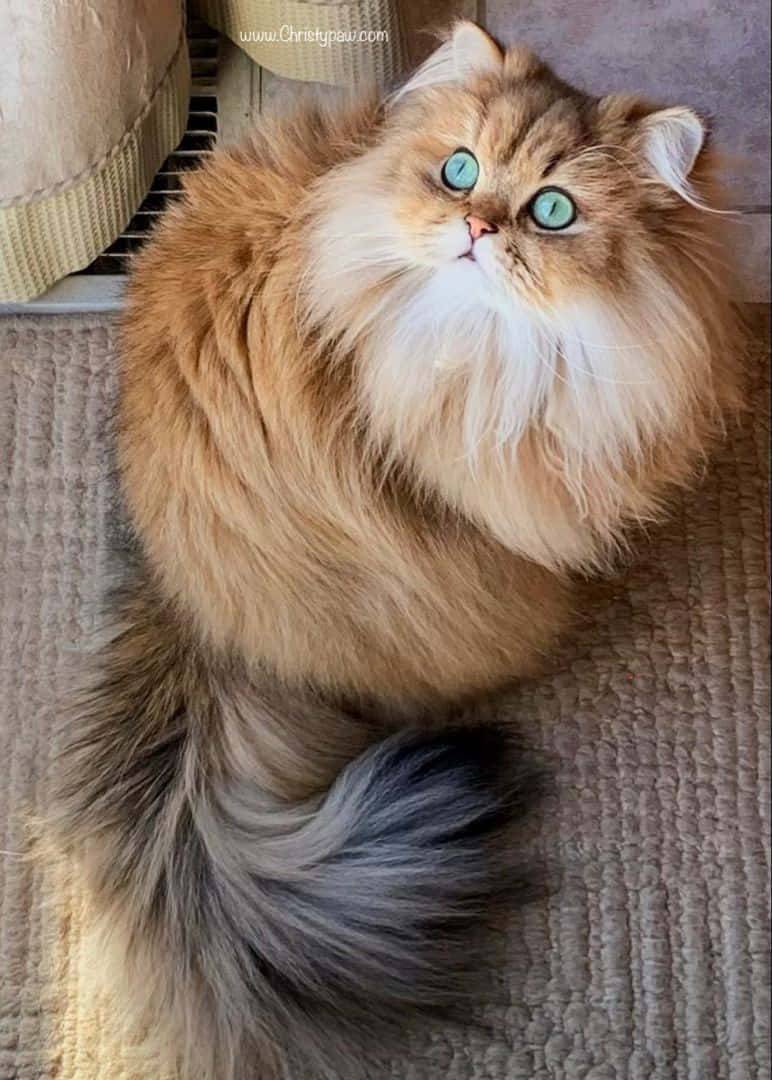 可愛貓咪 桌布 壁紙 — 一隻毛茸茸的金色貓咪，擁有引人注目的綠色眼睛，威嚴地坐在有紋理的地毯上，帶著平靜的好奇心向上凝視。