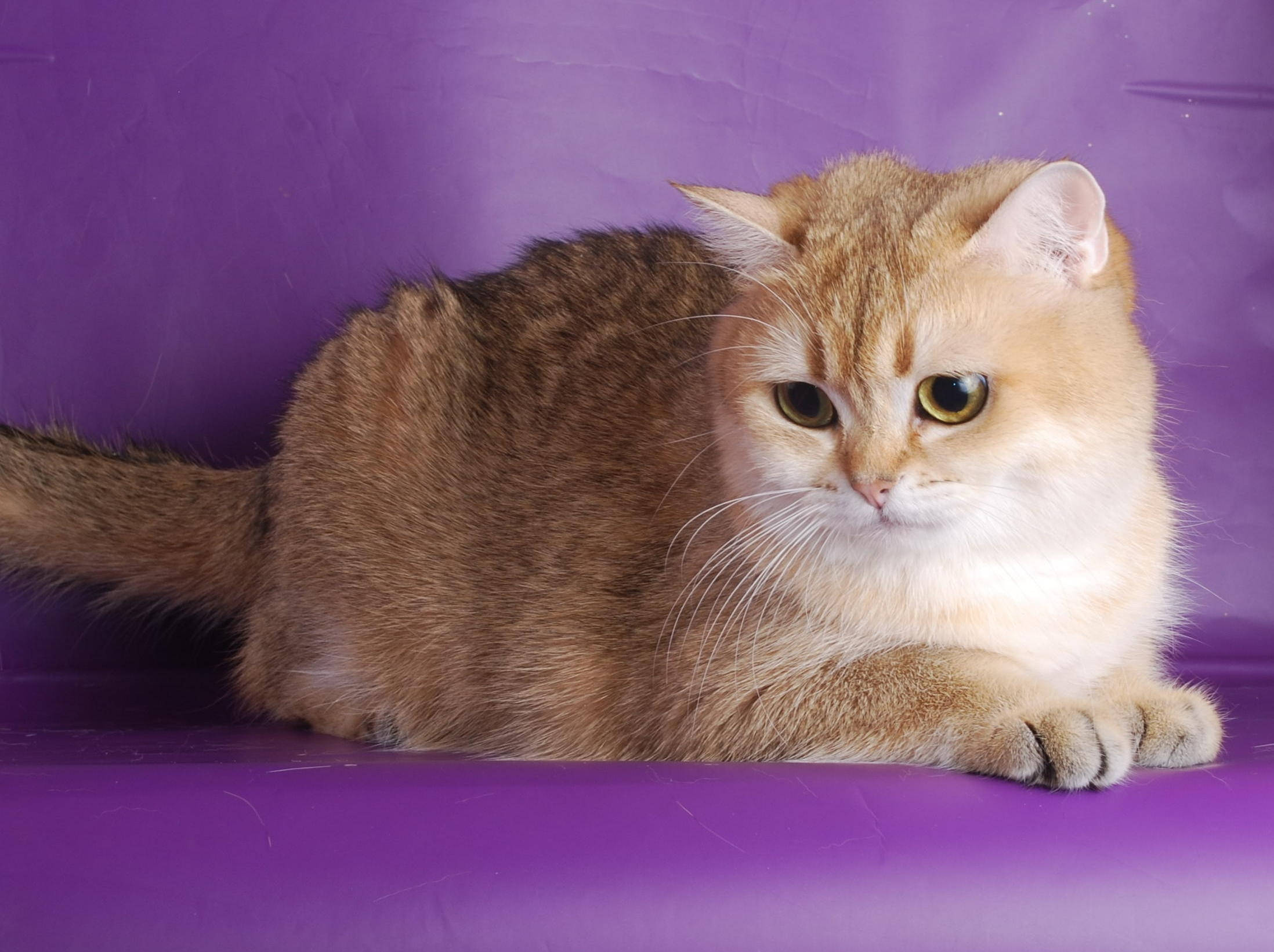 Beautiful Cats 桌布 壁紙 — 一隻毛茸茸的金色貓咪，有著引人注目的黃色眼睛，高貴地躺臥在充滿活力的紫色表面上。