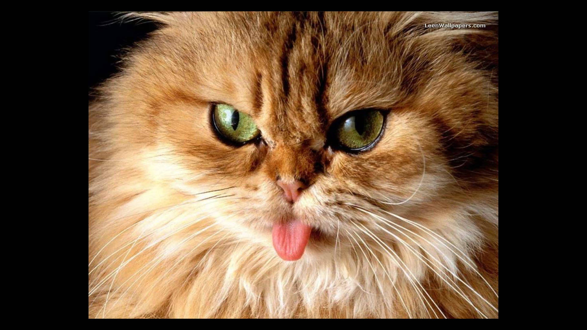 Cute Cat 桌布 壁紙 — 一隻毛茸茸的金色貓咪，綠色眼睛，在黑色背景前伸出舌頭的特寫。