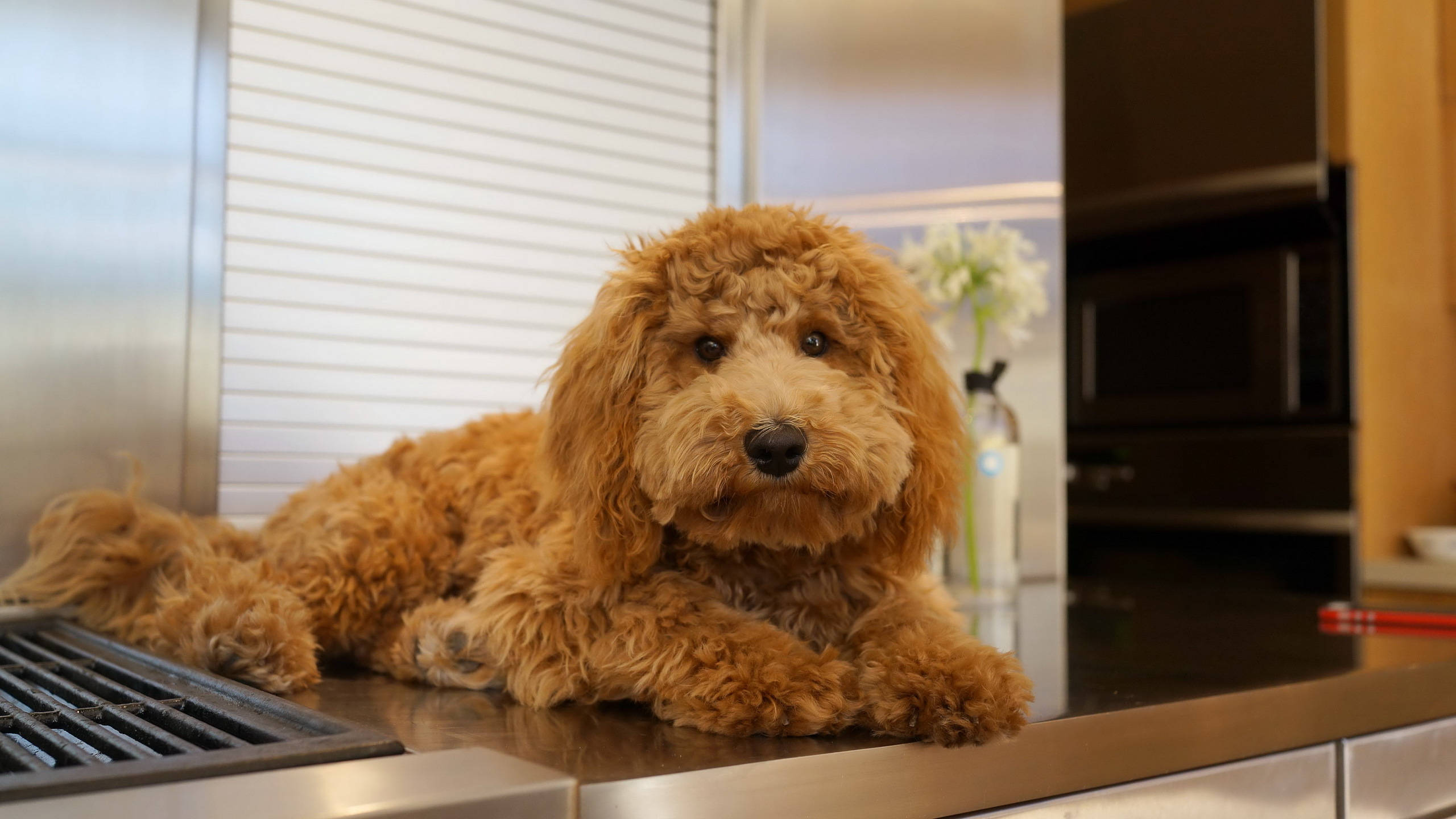 cute dogs 桌布 壁紙 — 一隻毛茸茸的金色貴賓犬平靜地躺在光滑的不鏽鋼廚房檯面上。