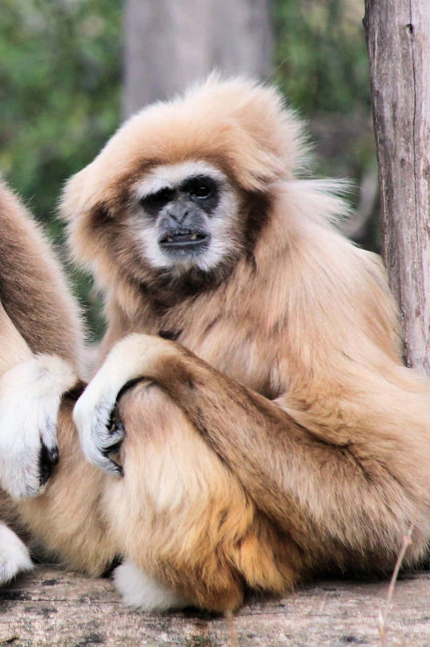 Android Gibbon 桌布 壁紙 — 一隻毛茸茸的金色長臂猿坐在茂密綠色森林的樹樁上的特寫。