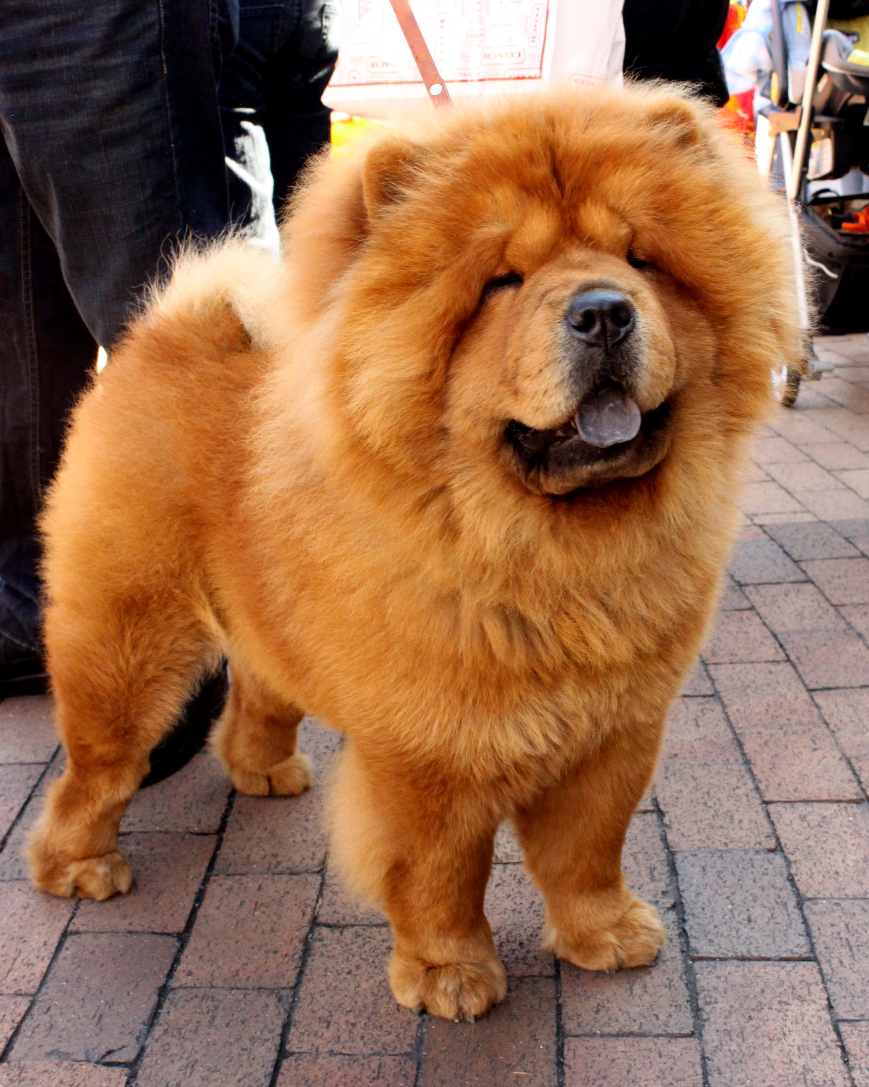 Chow Chow 桌布 壁紙 — 一隻毛茸茸的金色鬆獅犬站在磚砌人行道上，伸出舌頭，半閉著眼睛，姿勢放鬆。