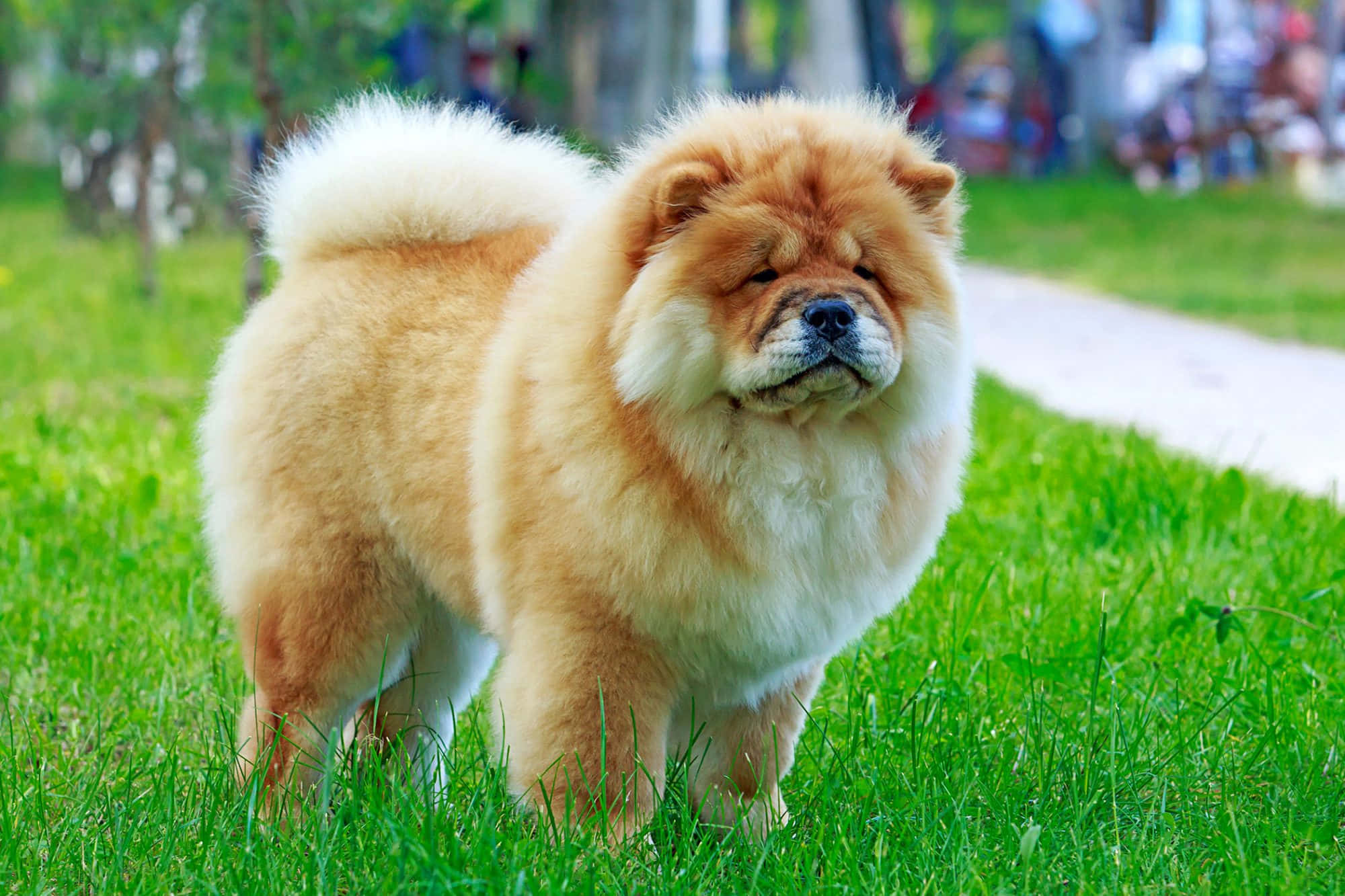 Chow Chow 桌布 壁紙 — 一隻毛茸茸的金色鬆獅犬自豪地站在充滿活力的綠色草地上，背景是模糊的公園小徑。