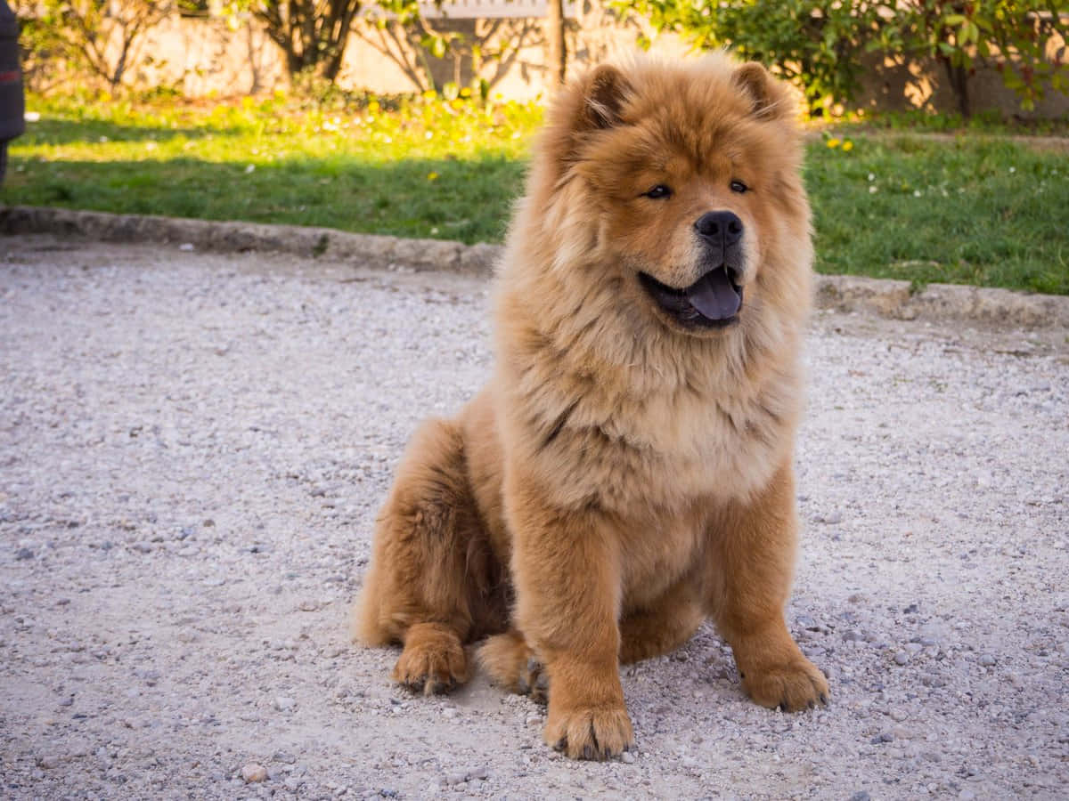 Chow Chow 桌布 壁紙 — 一隻毛茸茸的金色鬆獅犬開心地坐在碎石路上，背景有綠草和樹木。