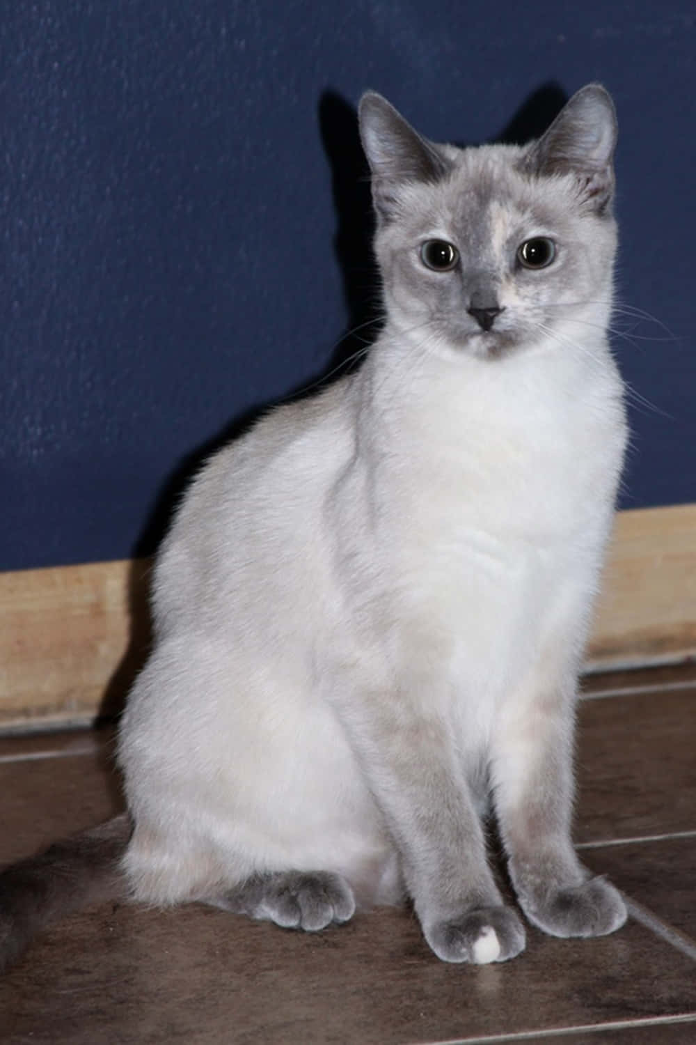 Thai Lilac Cat 桌布 壁紙 — 一隻毛茸茸的銀白色小貓警覺地坐在磁磚地板上，背景是深藍色的牆壁。