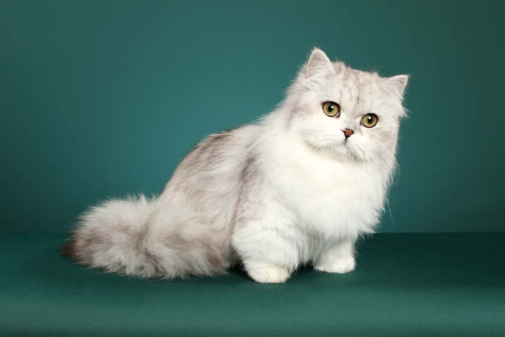 Napoleon Cat 桌布 壁紙 — 一隻毛茸茸的銀色波斯貓，有著明亮的綠色眼睛，優雅地坐在純色青綠色工作室背景前。