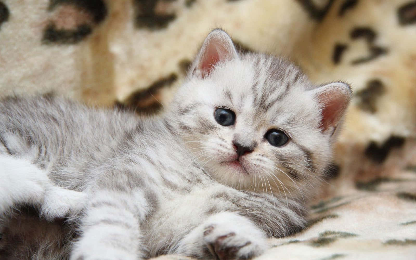 Beautiful Cats 桌布 壁紙 — 一隻毛茸茸的銀色虎斑小貓，有著一雙藍色大眼睛，蜷縮在豹紋毯子上，好奇地看著鏡頭。