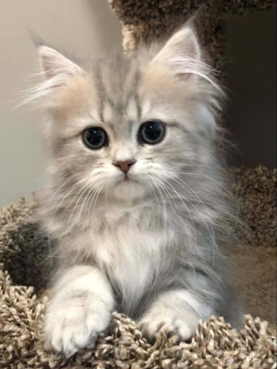 Cute Cat 桌布 壁紙 — 一隻毛茸茸的銀色虎斑小貓，有著大大的藍色眼睛，警覺地坐在有紋理的米色貓樹上。