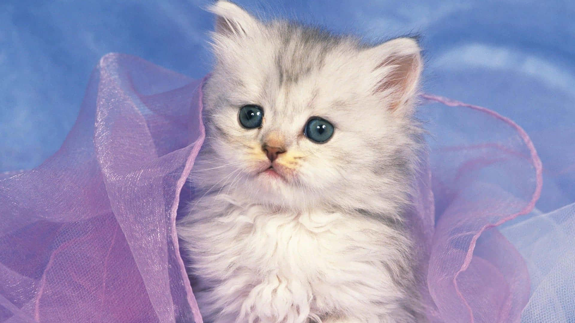 cute kitty 桌布 壁紙 — 一隻毛茸茸的銀色虎斑小貓，有著引人注目的藍色眼睛，依偎在柔軟的紫色薄紗中，背景是夢幻的藍色。