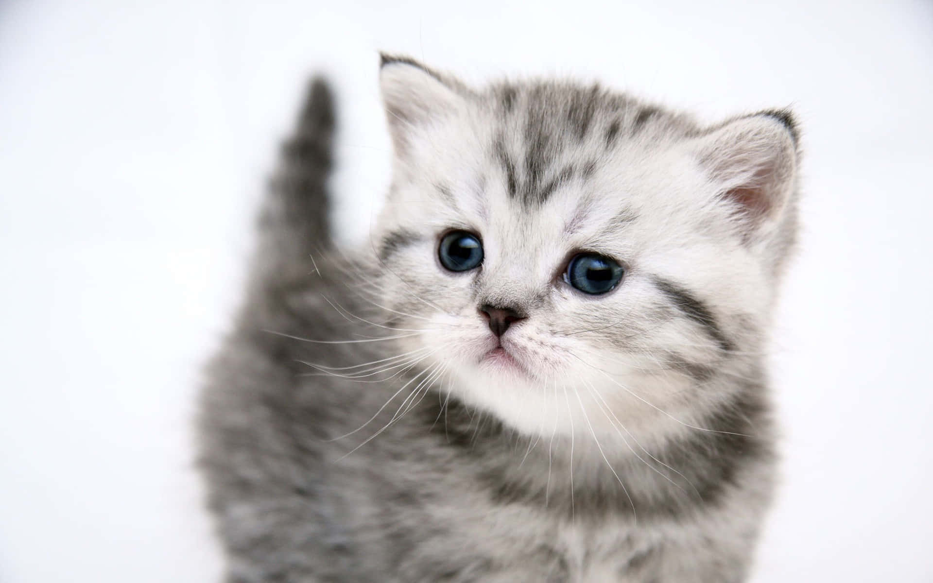 cute kitty 桌布 壁紙 — 一隻毛茸茸的銀色虎斑小貓，有著明亮的藍色眼睛，在純白背景下好奇地凝視著。