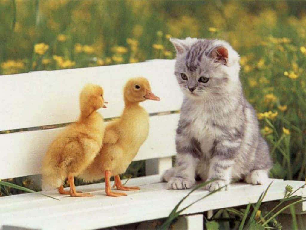 Cute Duck 桌布 壁紙 — 一隻毛茸茸的銀色虎斑小貓咪，在陽光明媚的黃色花田中，安靜地坐在白色長椅上，旁邊有兩隻好奇的黃色小鴨。
