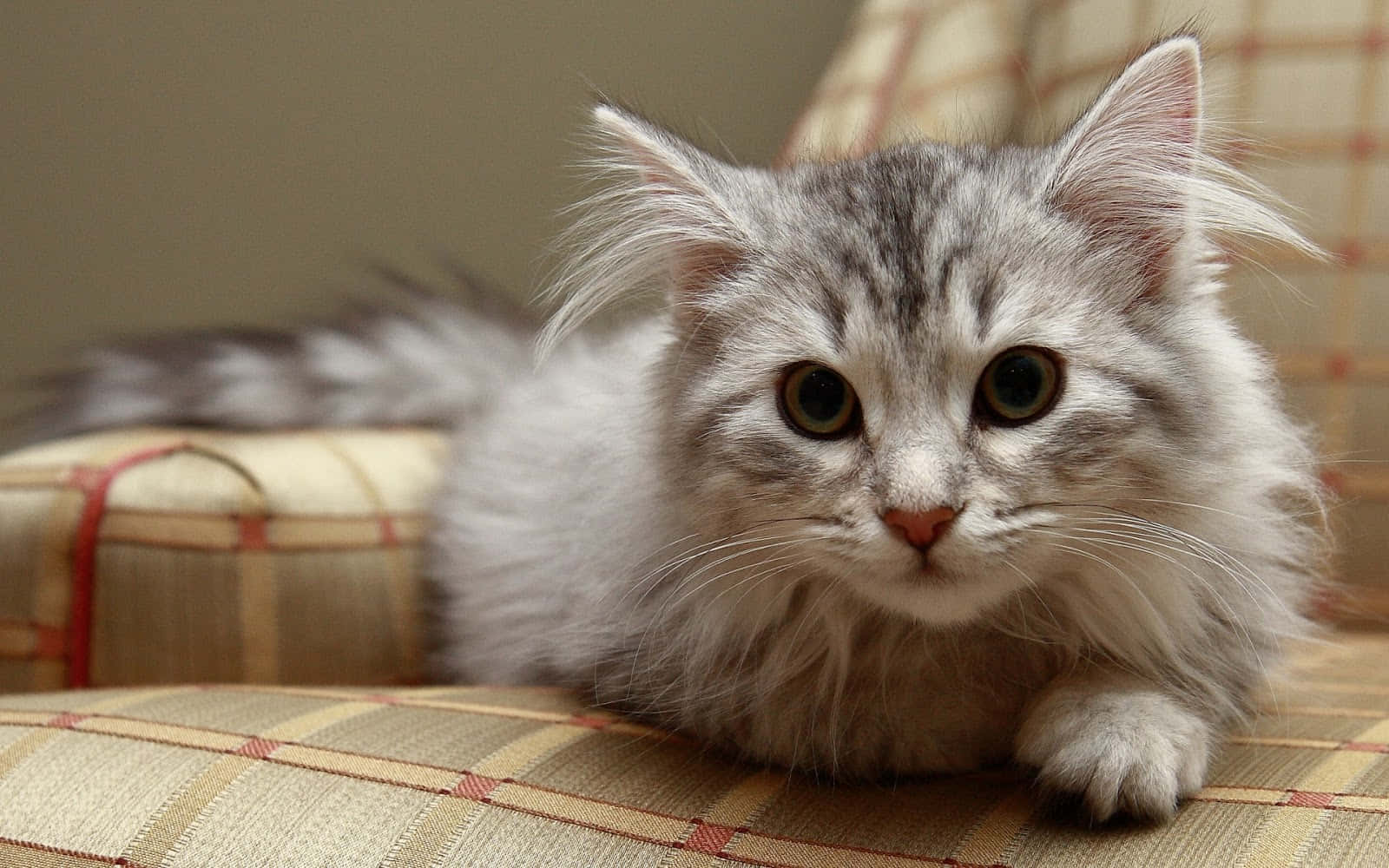 Siberian Cat 桌布 壁紙 — 一隻毛茸茸的銀色虎斑貓，有著寬大的琥珀色眼睛，警覺地休息在一張格子軟墊椅子上。