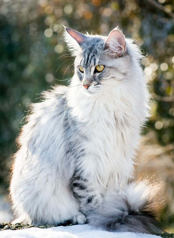Cute Cat 桌布 壁紙 — 一隻毛茸茸的銀色虎斑貓，有著引人注目的黃色眼睛，威嚴地坐在雪地上，沐浴在溫暖的陽光中，背景是模糊的冬日景色。