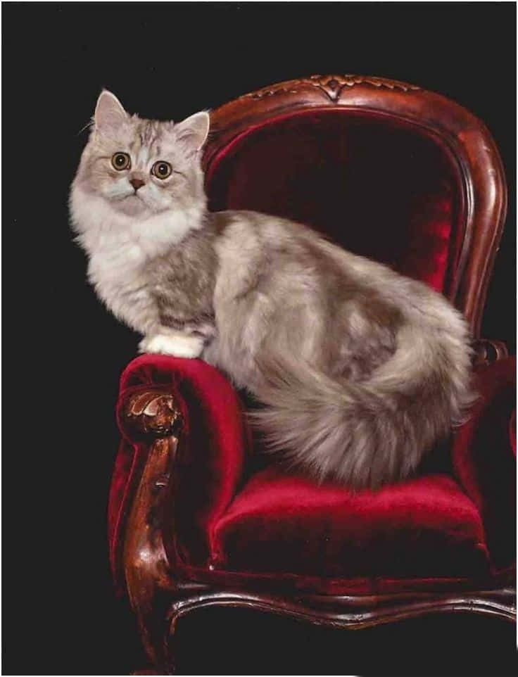 Napoleon Cat 桌布 壁紙 — 一隻毛茸茸的銀色虎斑貓威風凜凜地棲息在一張帶有華麗木雕的豪華紅色天鵝絨椅子上，背景為黑色。