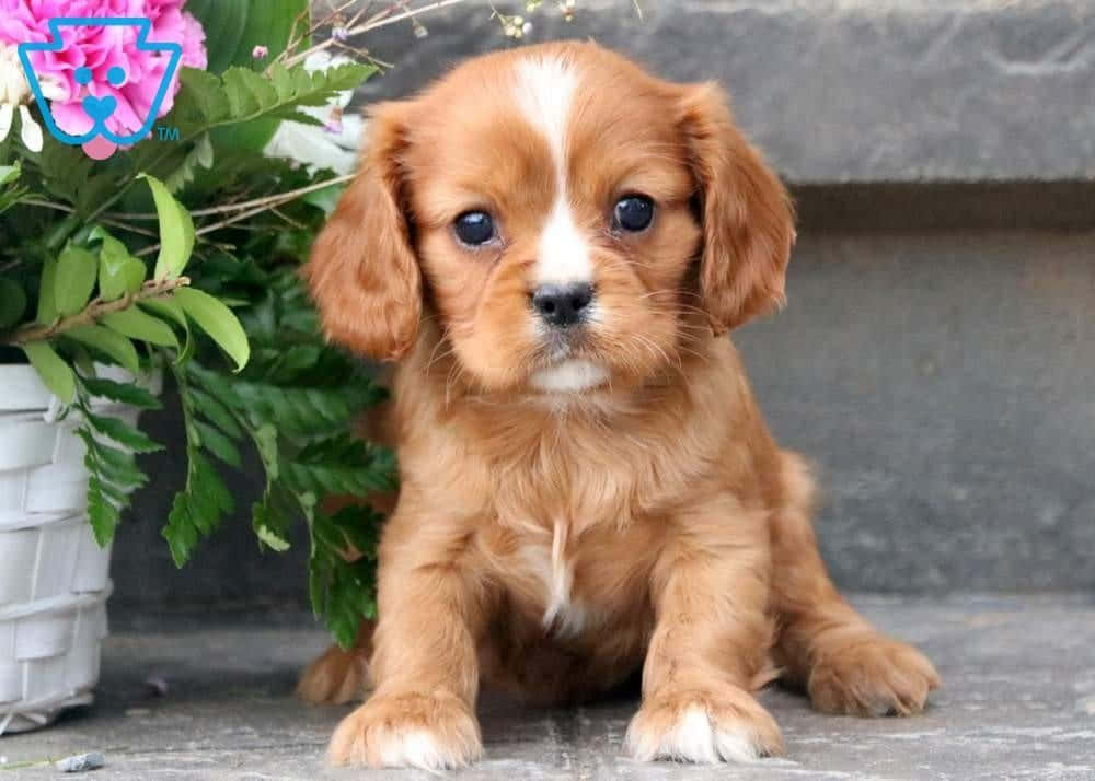 Adorable Puppy 桌布 壁紙 — 一隻毛茸茸的銅色騎士查理王小獵犬幼犬，有著大大的黑色眼睛，專注地坐在一盆開著粉紅色花朵的盆栽旁邊。