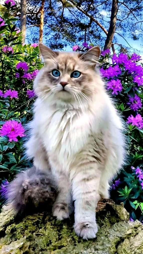 Cute Cat 桌布 壁紙 — 一隻毛茸茸的長毛貓，擁有引人注目的藍色眼睛，威嚴地坐在長滿苔蘚的木頭上，周圍環繞著鮮豔的紫色花朵和高大的樹木，背景是清澈的藍天。