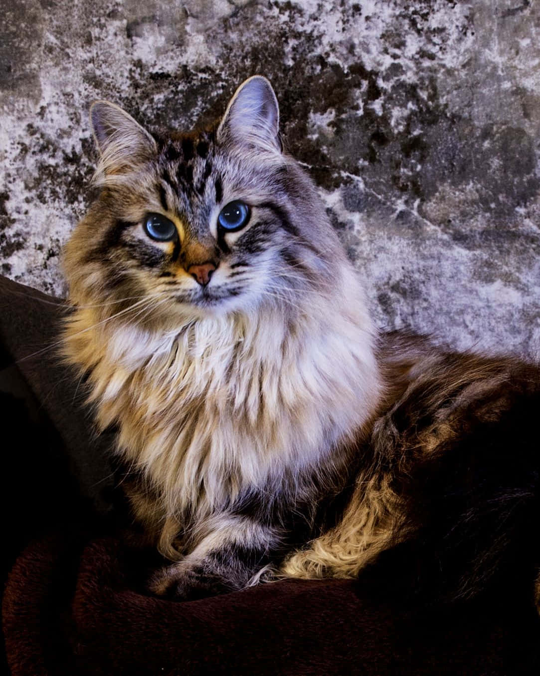 Siberian Cat 桌布 壁紙 — 一隻毛茸茸的長毛貓，擁有引人注目的藍色眼睛，在風化的石牆前，高貴地躺在深色靠墊上。