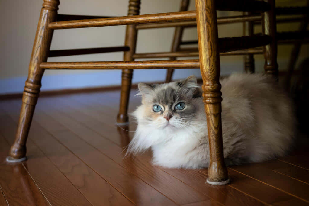 Napoleon Cat 桌布 壁紙 — 一隻毛茸茸的長毛貓，擁有引人注目的藍色眼睛，從硬木地板上的木椅下探出頭來。