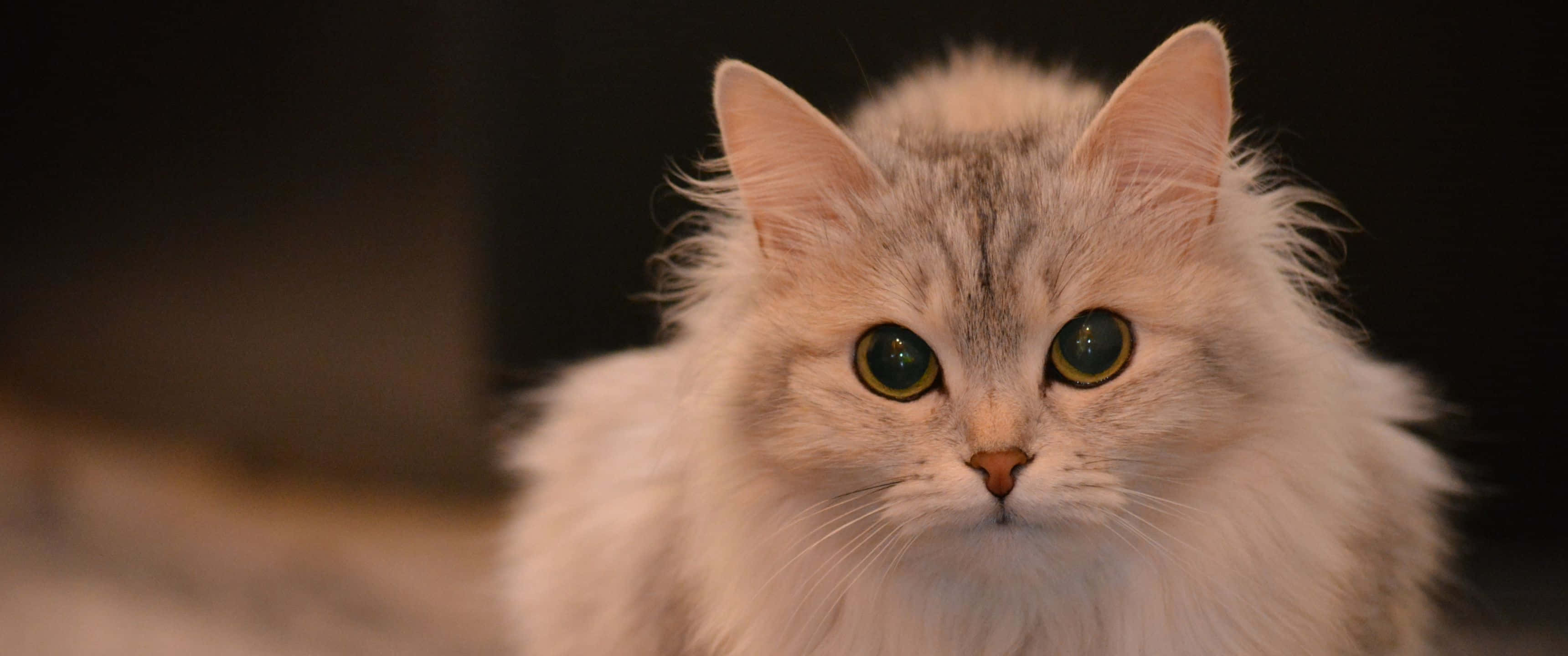 動物 桌布 壁紙 — 一隻毛茸茸的長毛貓，擁有引人注目的綠色眼睛，在黑暗模糊的背景前專注地凝視。