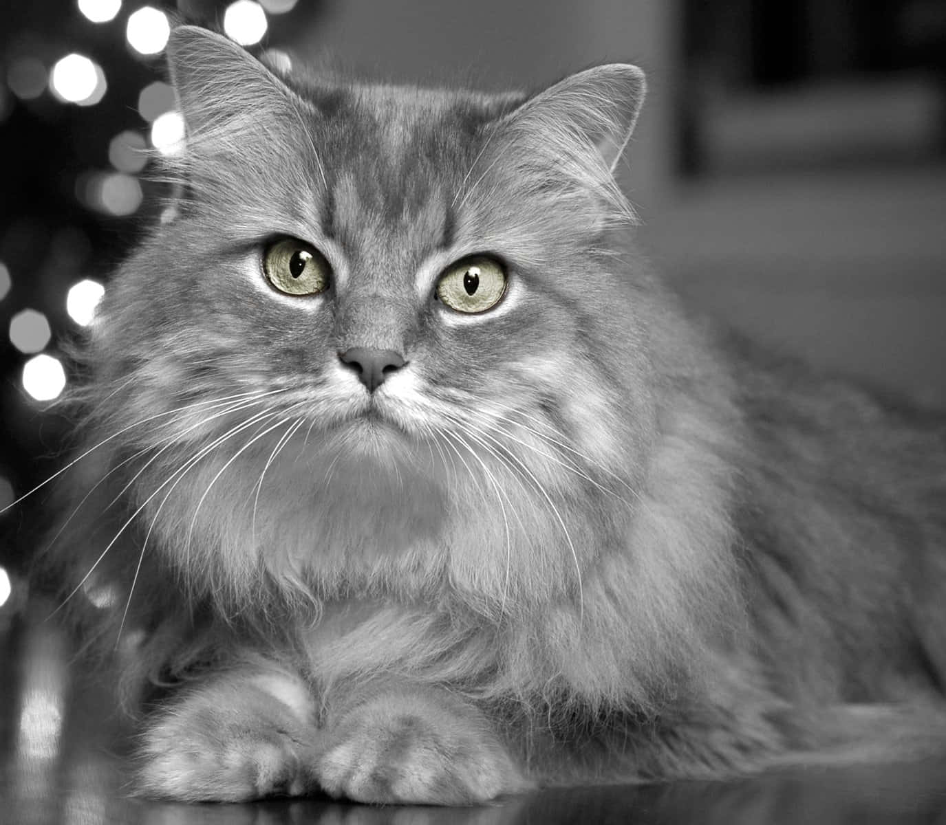 Norwegian Forest Cat 桌布 壁紙 — 一隻毛茸茸的長毛貓，有著引人注目的綠色眼睛，在模糊的散景燈光背景下凝視著。