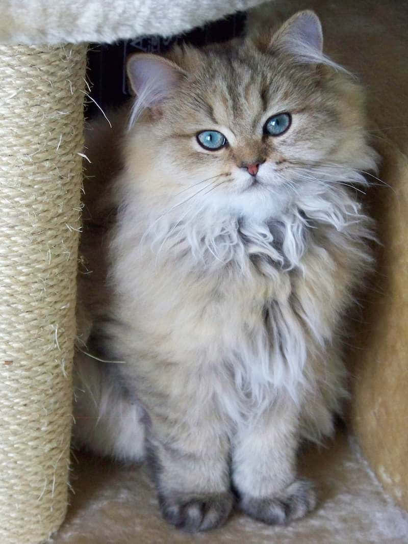 Napoleon Cat 桌布 壁紙 — 一隻毛茸茸的長毛貓，有著引人注目的藍色眼睛，平靜地坐在舒適的貓樹內，直視著鏡頭。