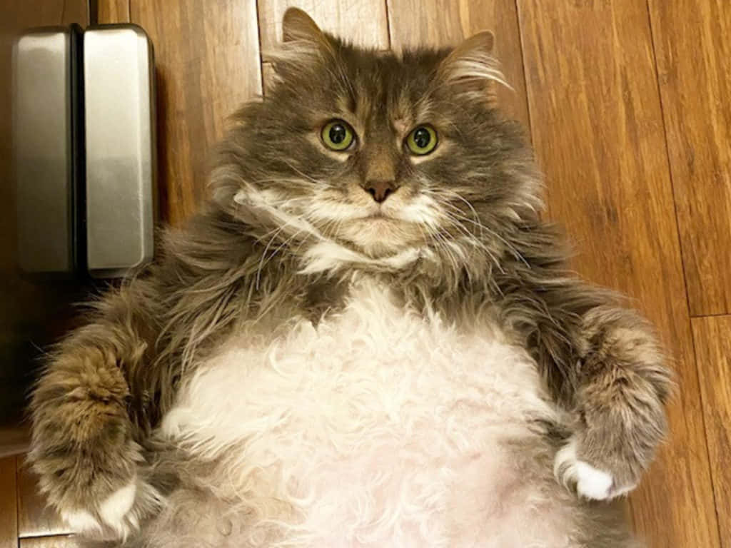 Fat Cat 桌布 壁紙 — 一隻毛茸茸的長毛貓，綠色眼睛，仰臥在木地板上，直視鏡頭。