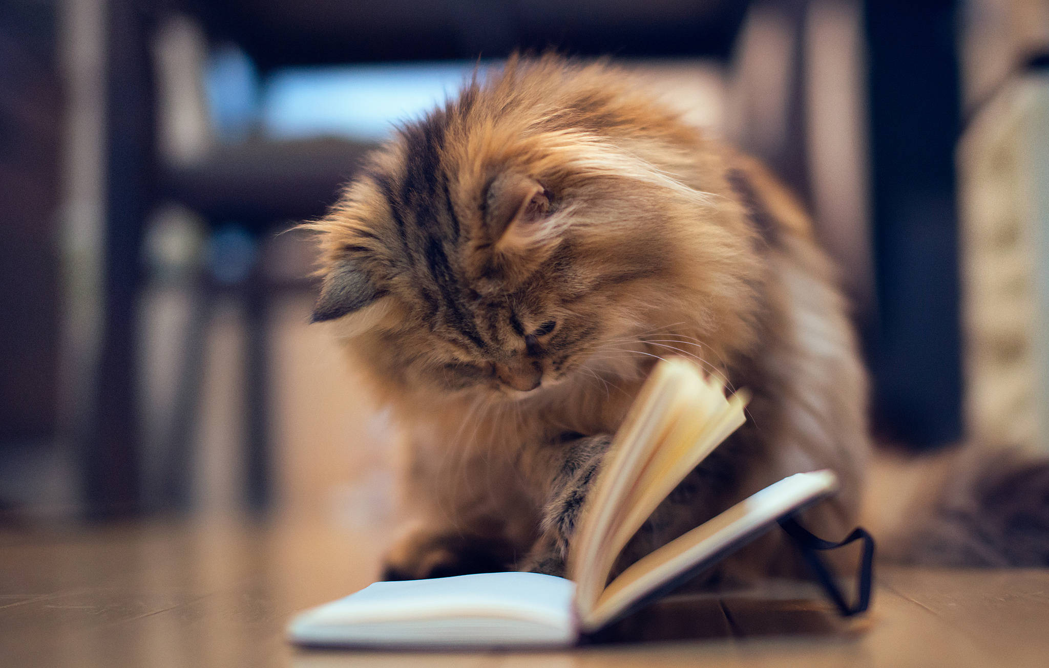 看書 桌布 壁紙 — 一隻毛茸茸的長毛貓在木地板上，於柔和溫暖的燈光下，專注地嗅著一本打開的筆記本。