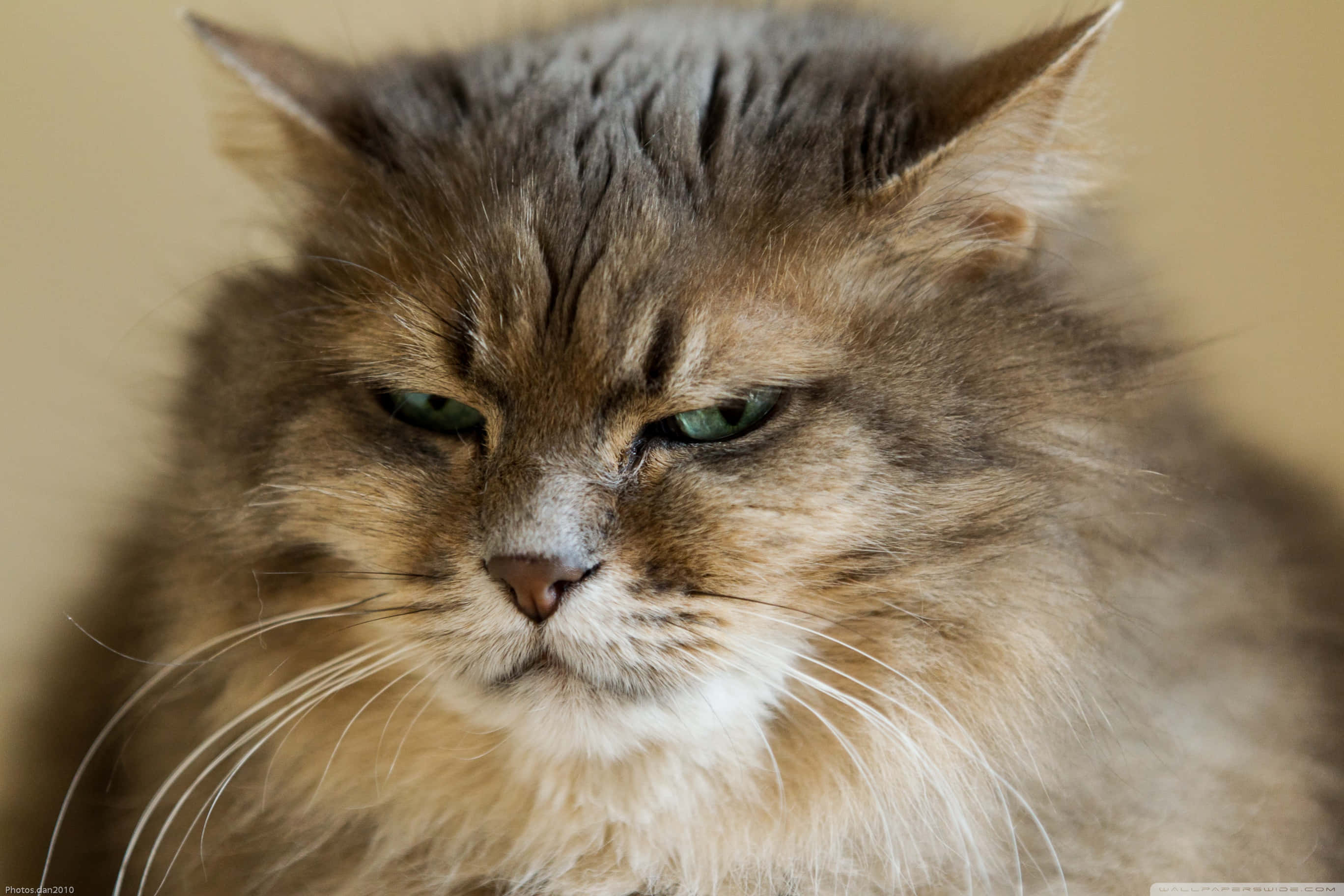 Grumpy Cat 桌布 壁紙 — 一隻毛茸茸的長毛貓特寫，擁有綠色眼睛和不悅的表情，背景是柔和的米色。