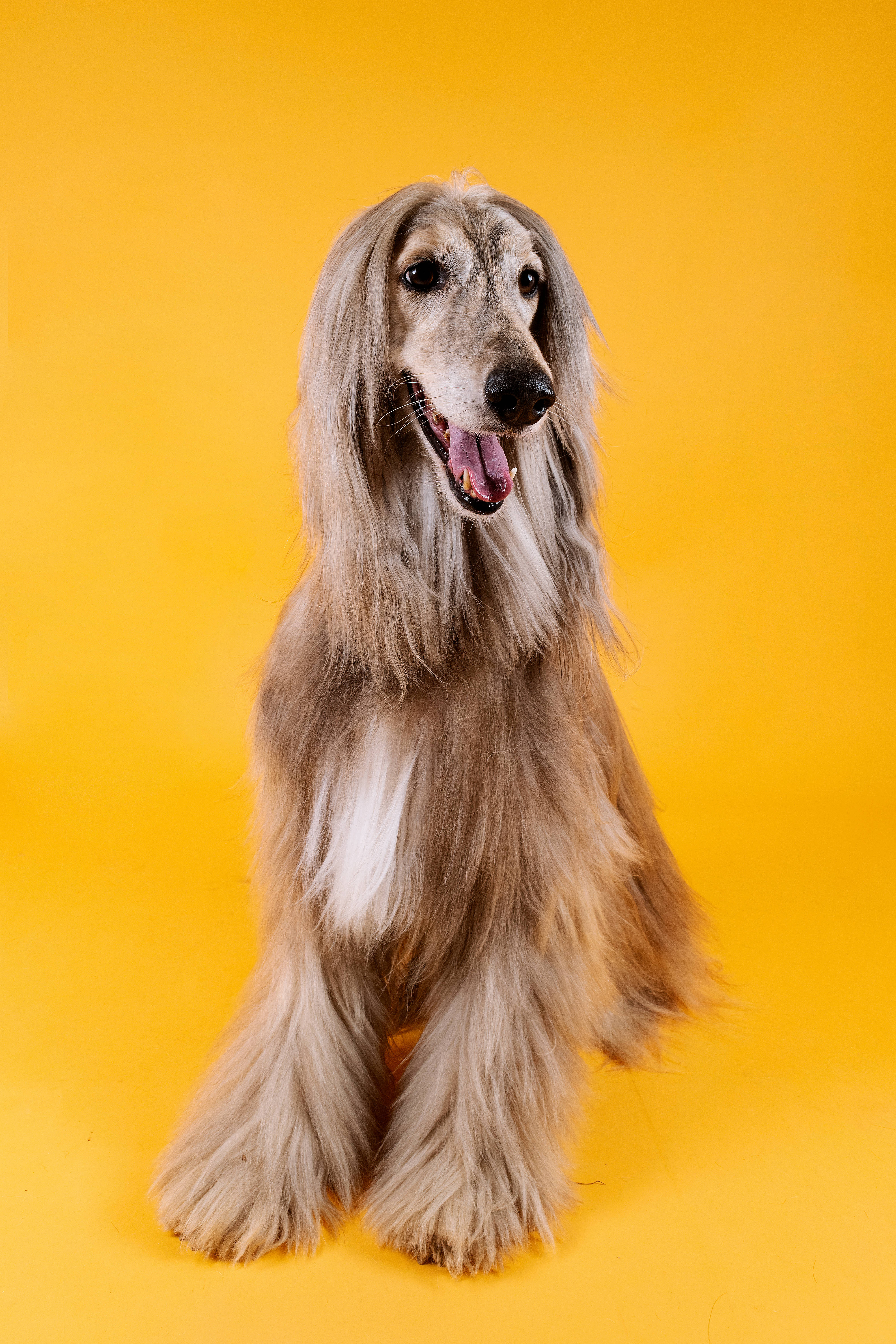 狗 桌布 壁紙 — 一隻毛茸茸的阿富汗獵犬，長有灰色長毛，在鮮黃色背景下開心地坐著。