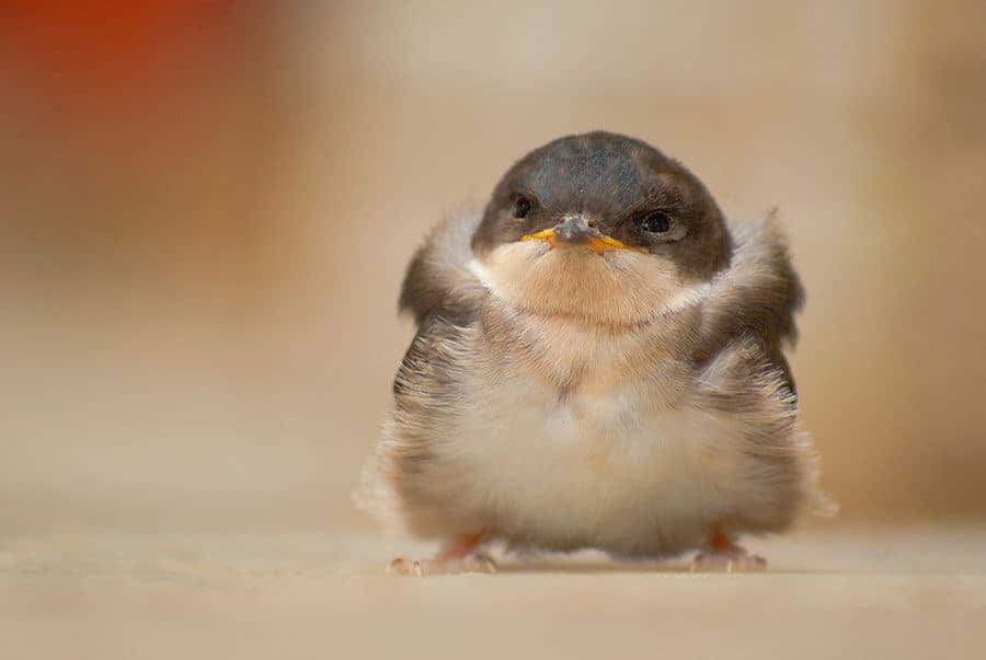Cute Bird 桌布 壁紙 — 一隻毛茸茸的雛鳥，頭部深色，胸部奶油色，站在柔軟的表面上，背景溫暖模糊。