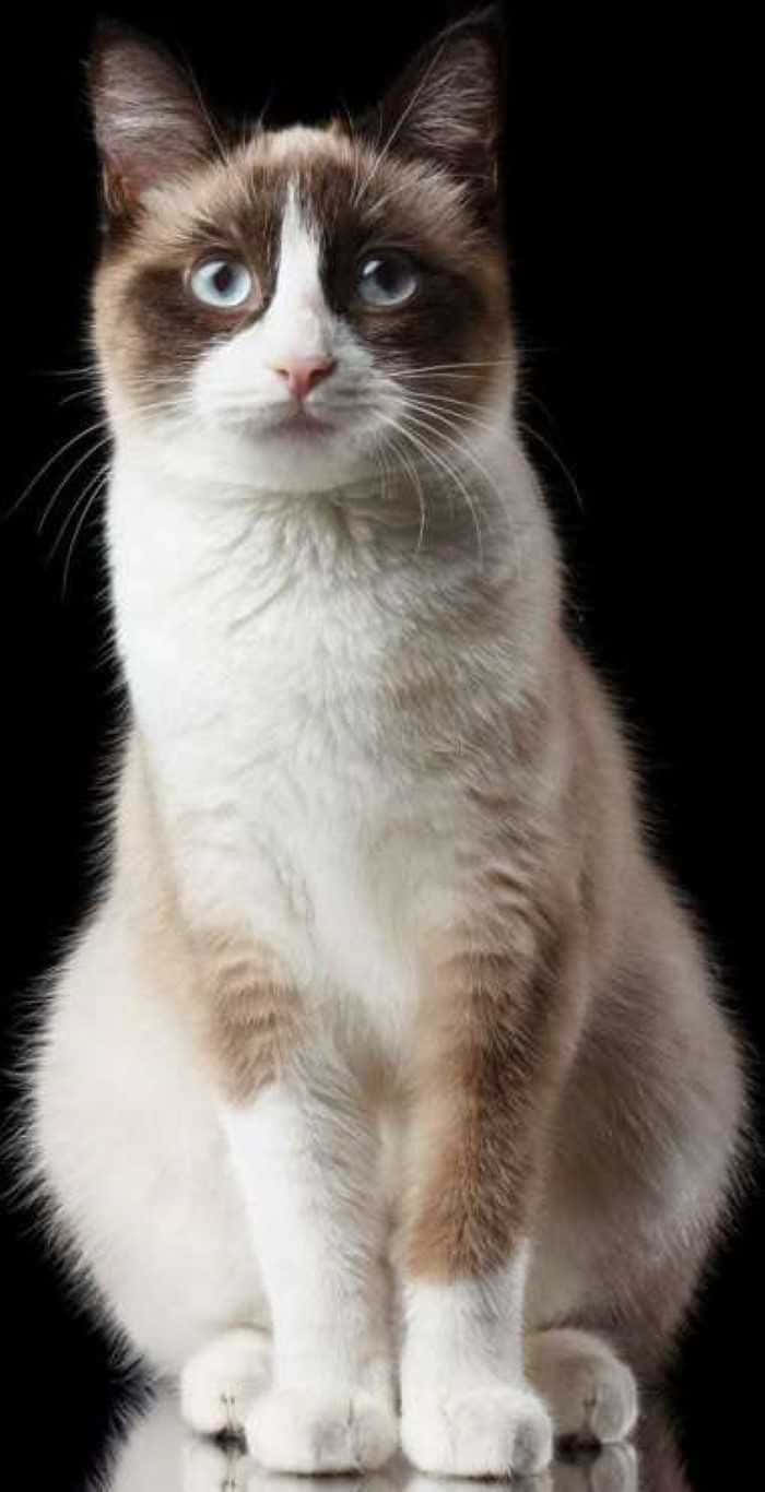 Snowshoe Cat 桌布 壁紙 — 一隻毛茸茸的雪鞋貓，擁有引人注目的藍眼睛，優雅地坐在純黑色背景前。
