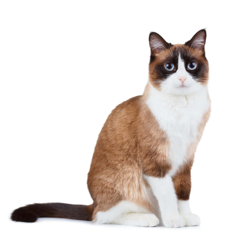 Snowshoe Cat 桌布 壁紙 — 一隻毛茸茸的雪鞋貓，擁有引人注目的藍色眼睛，優雅地坐在純白色背景前。
