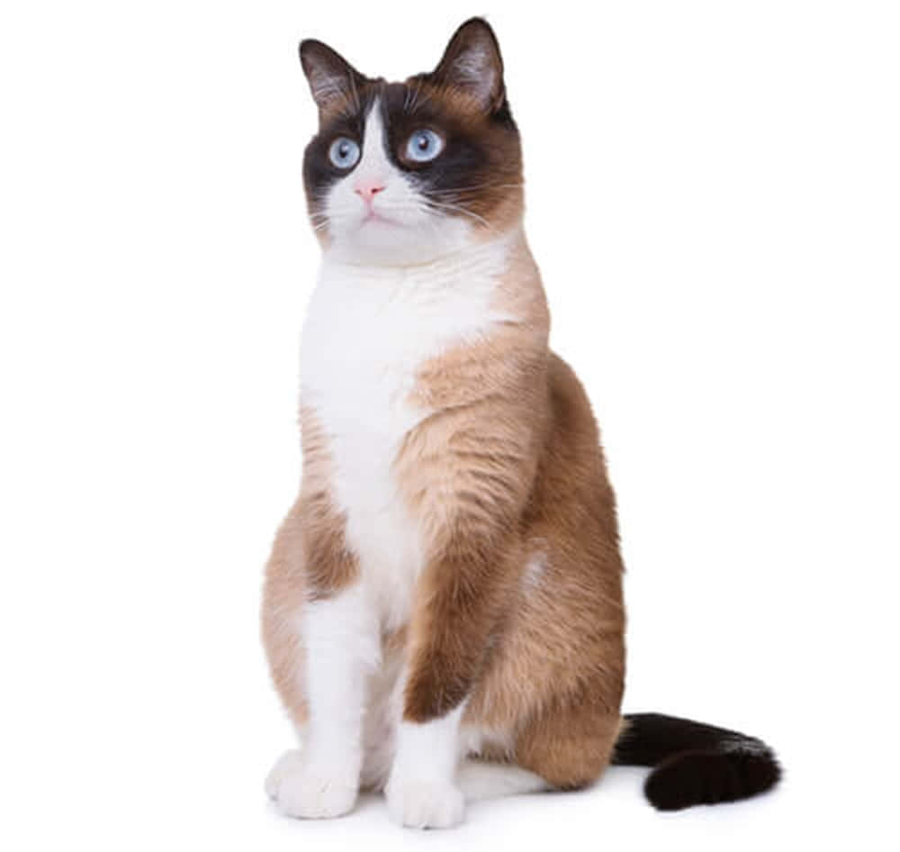 Snowshoe Cat 桌布 壁紙 — 一隻毛茸茸的雪鞋貓，有著引人注目的藍色眼睛，在純白色背景上坐直。