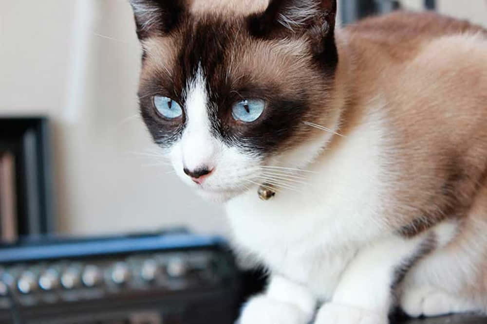 Snowshoe Cat 桌布 壁紙 — 一隻毛茸茸的雪鞋貓的特寫，有搶眼的藍眼睛和白色胸口，戴著一個小小的鈴鐺項圈。