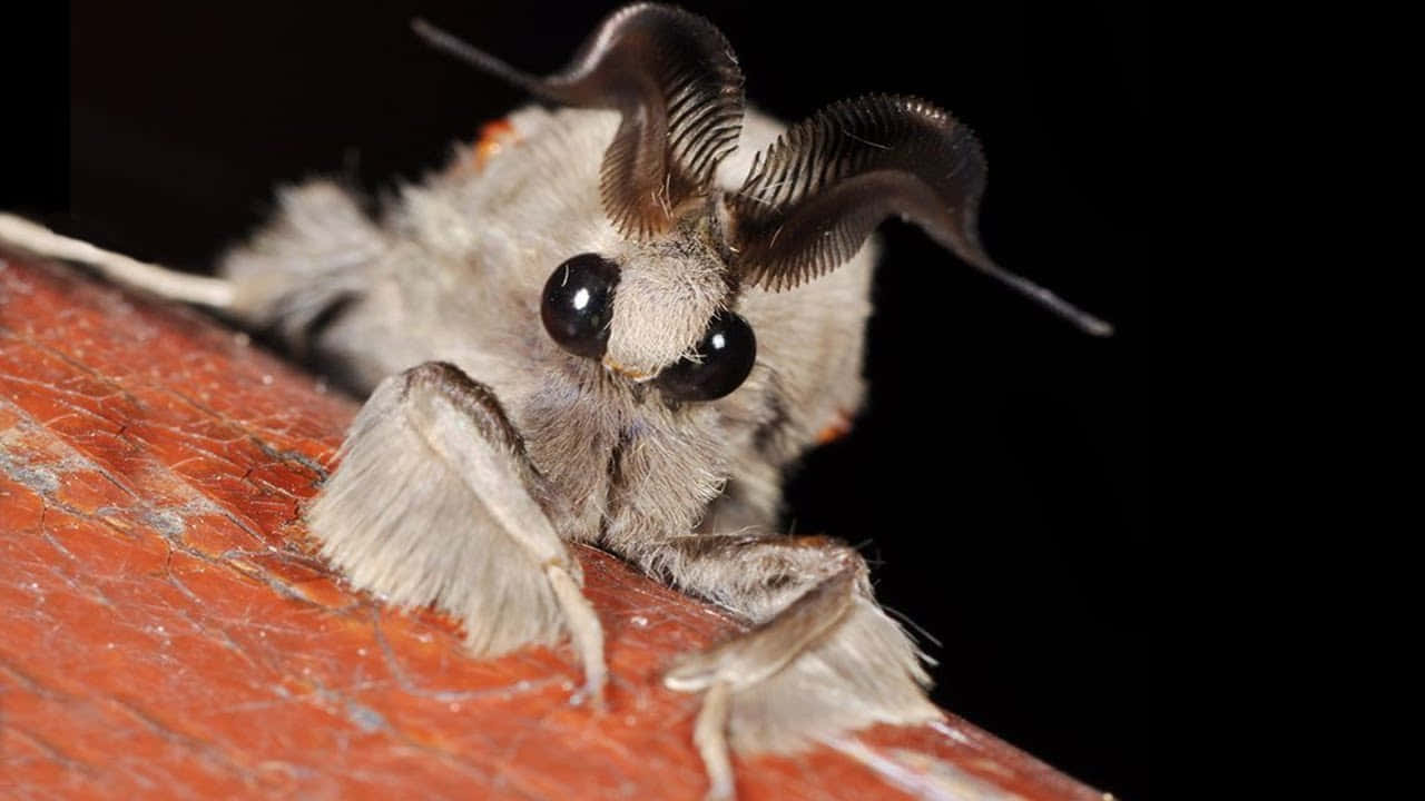 moth 桌布 壁紙 — 一隻毛茸茸的飛蛾，有著大大的黑色眼睛和羽毛狀觸角，棲息在有紋理的橙色表面上，背景為黑色，特寫鏡頭。