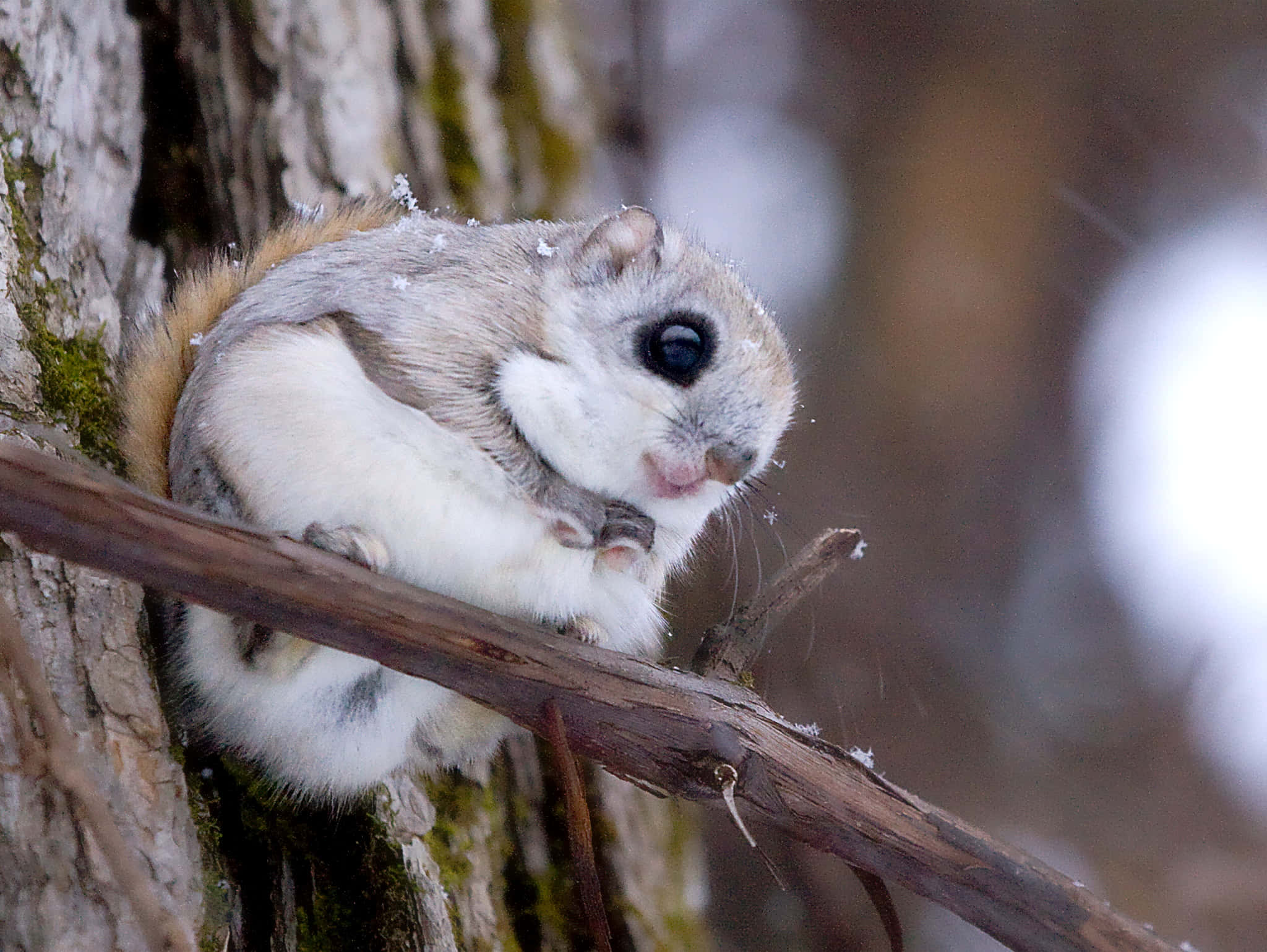 Flying Squirrel 桌布 壁紙 — 一隻毛茸茸的飛鼠在冬季森林中，在長滿苔蘚的樹幹旁，蜷縮在積雪的樹枝上。