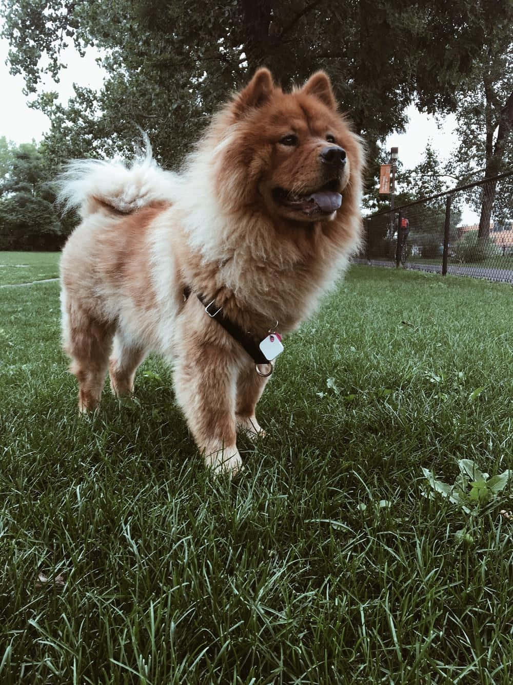 Chow Chow 桌布 壁紙 — 一隻毛茸茸的鬆獅犬，擁有濃密的紅棕色毛髮，在枝葉茂密的樹下警覺地站在鮮綠的草地上。