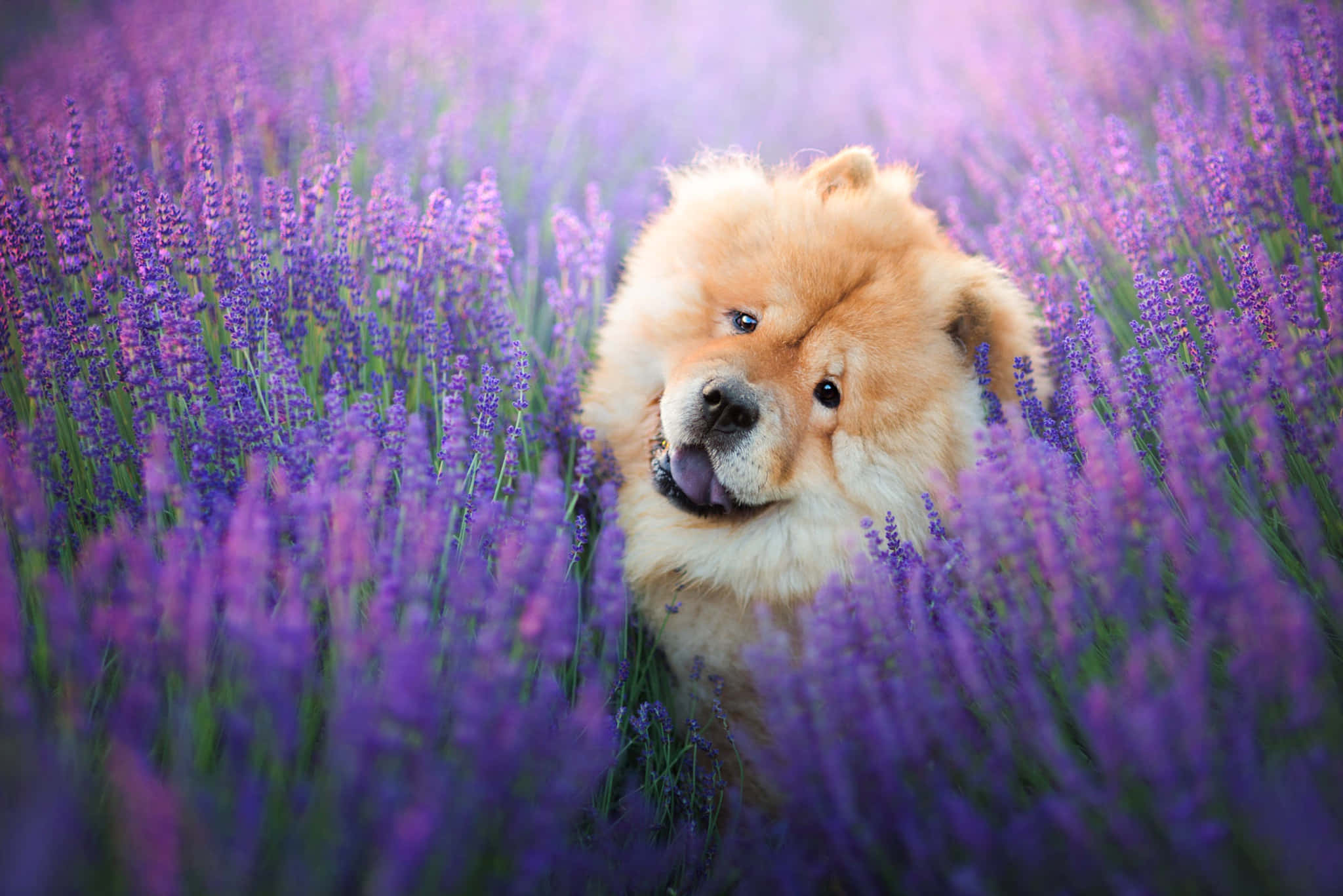 Chow Chow 桌布 壁紙 — 一隻毛茸茸的鬆獅犬在夢幻般的紫色薰衣草花田中頑皮地伸出舌頭。