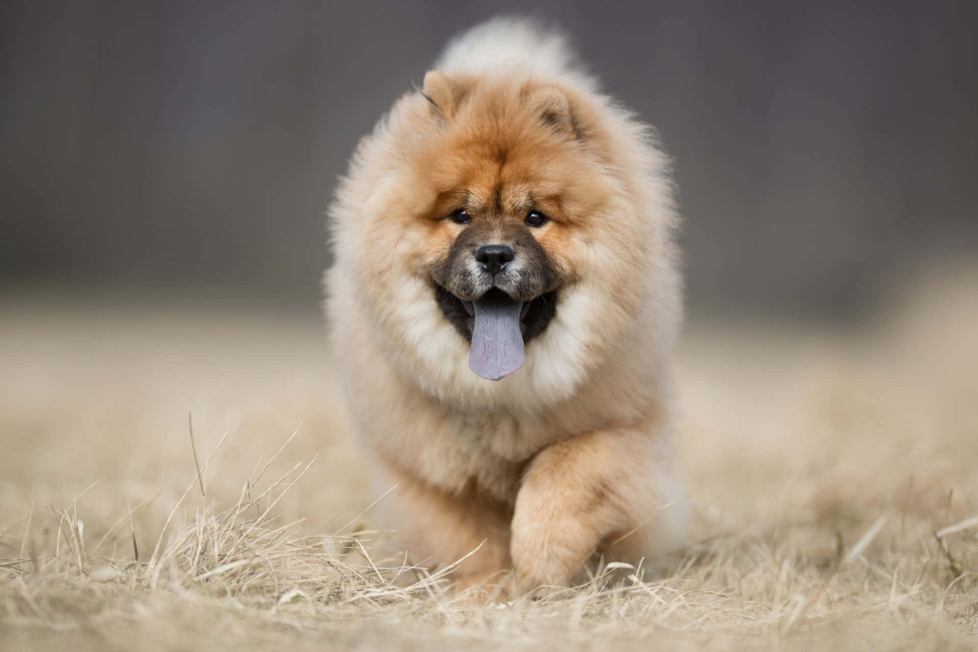 Chow Chow 桌布 壁紙 — 一隻毛茸茸的鬆獅犬幼崽伸出舌頭，在乾草中歡快地奔跑。