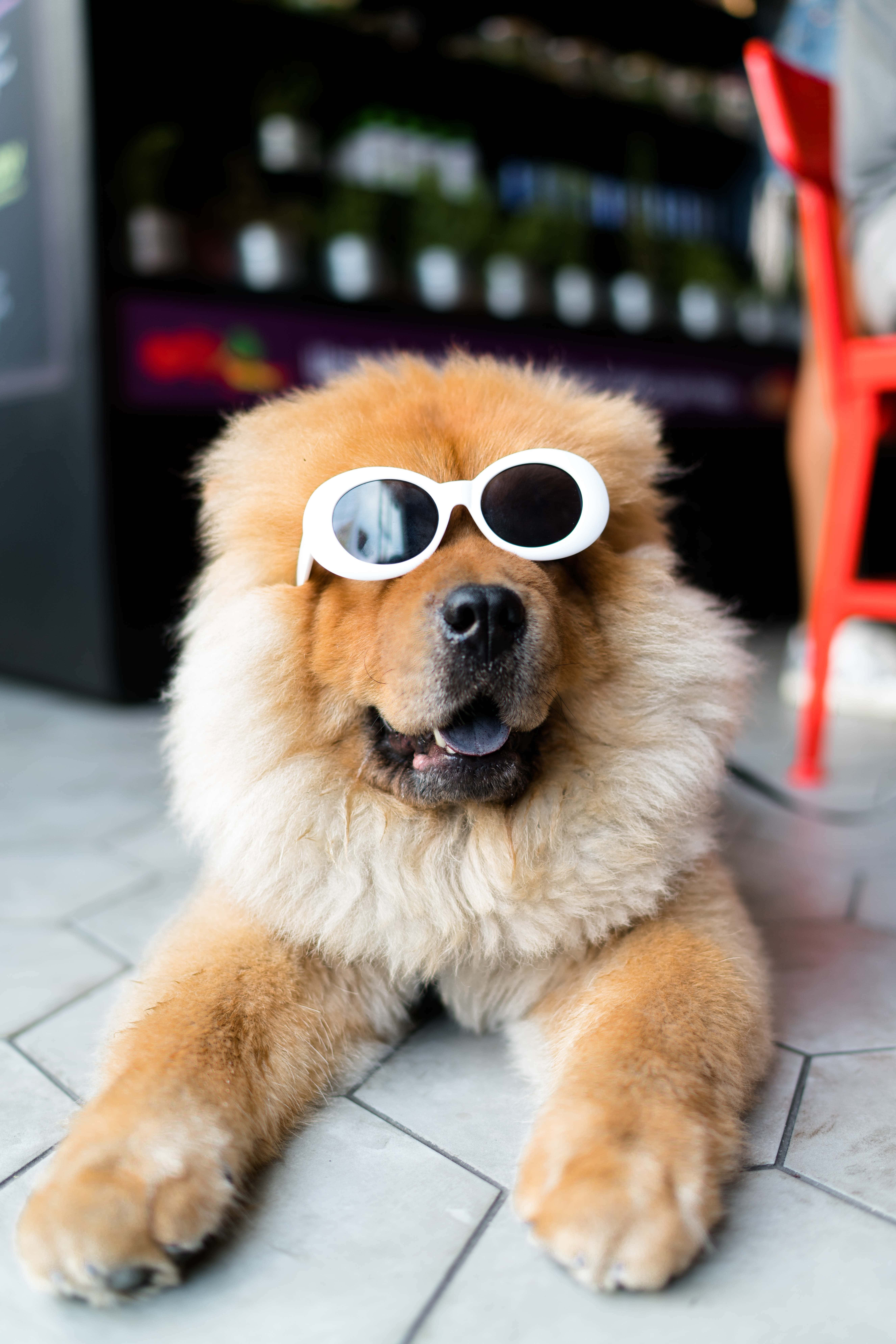 funny animals 桌布 壁紙 — 一隻毛茸茸的鬆獅犬戴著白色太陽眼鏡，躺在磁磚地板上，背景有一張紅色椅子。