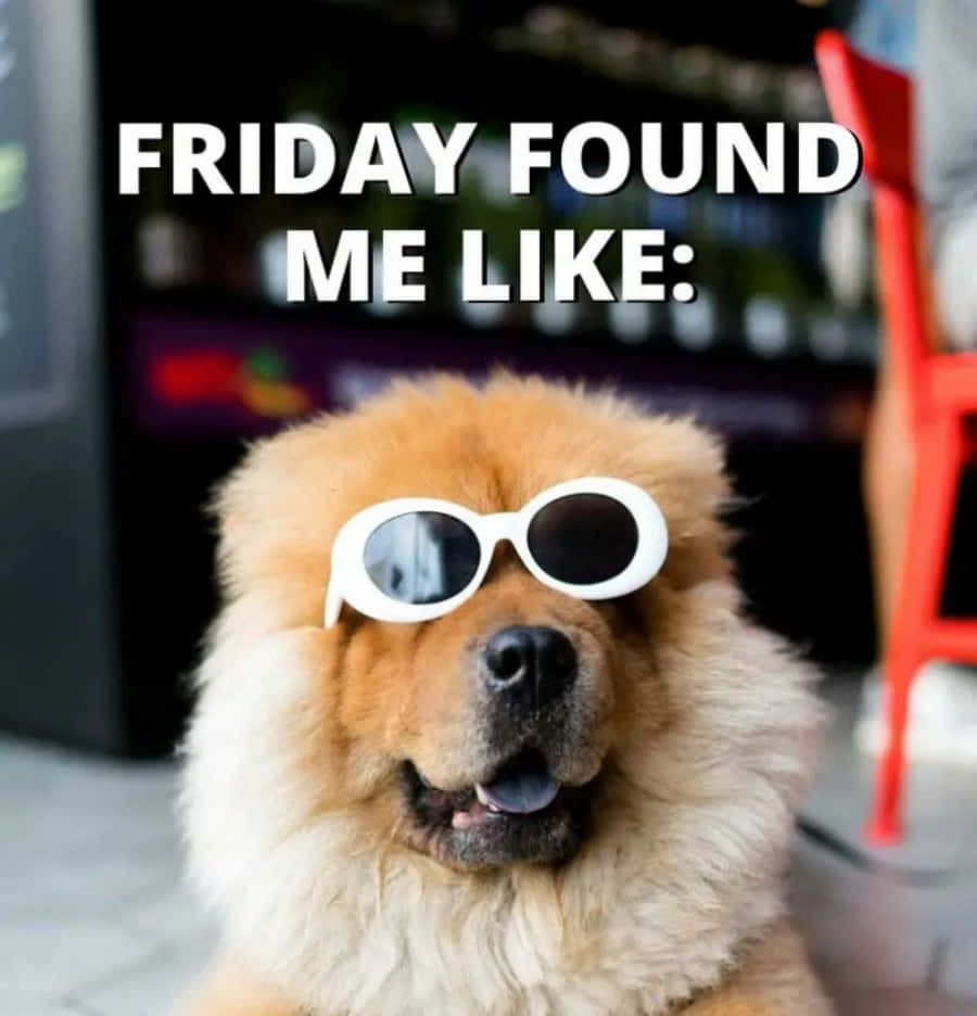 Friday Funny 桌布 壁紙 — 一隻毛茸茸的鬆獅犬戴著白色太陽眼鏡在咖啡廳裡開心地微笑。
