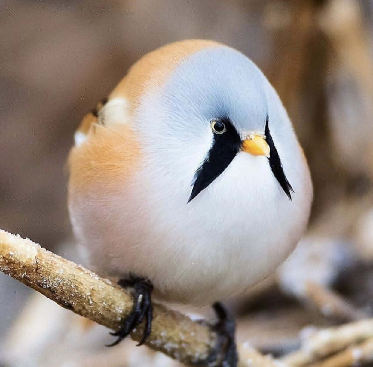 Cute Bird 桌布 壁紙 — 一隻毛茸茸的鳥，灰色頭部、黑色面部斑紋和橙色胸部，棲息在樹枝上的特寫。