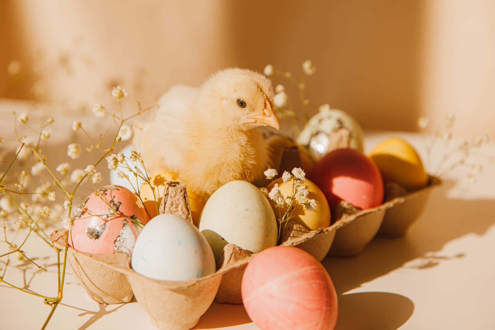 Pastel Easter 桌布 壁紙 — 一隻毛茸茸的黃色小雞依偎在色彩繽紛的復活蛋和滿天星之間，沐浴在溫暖的金色陽光中。