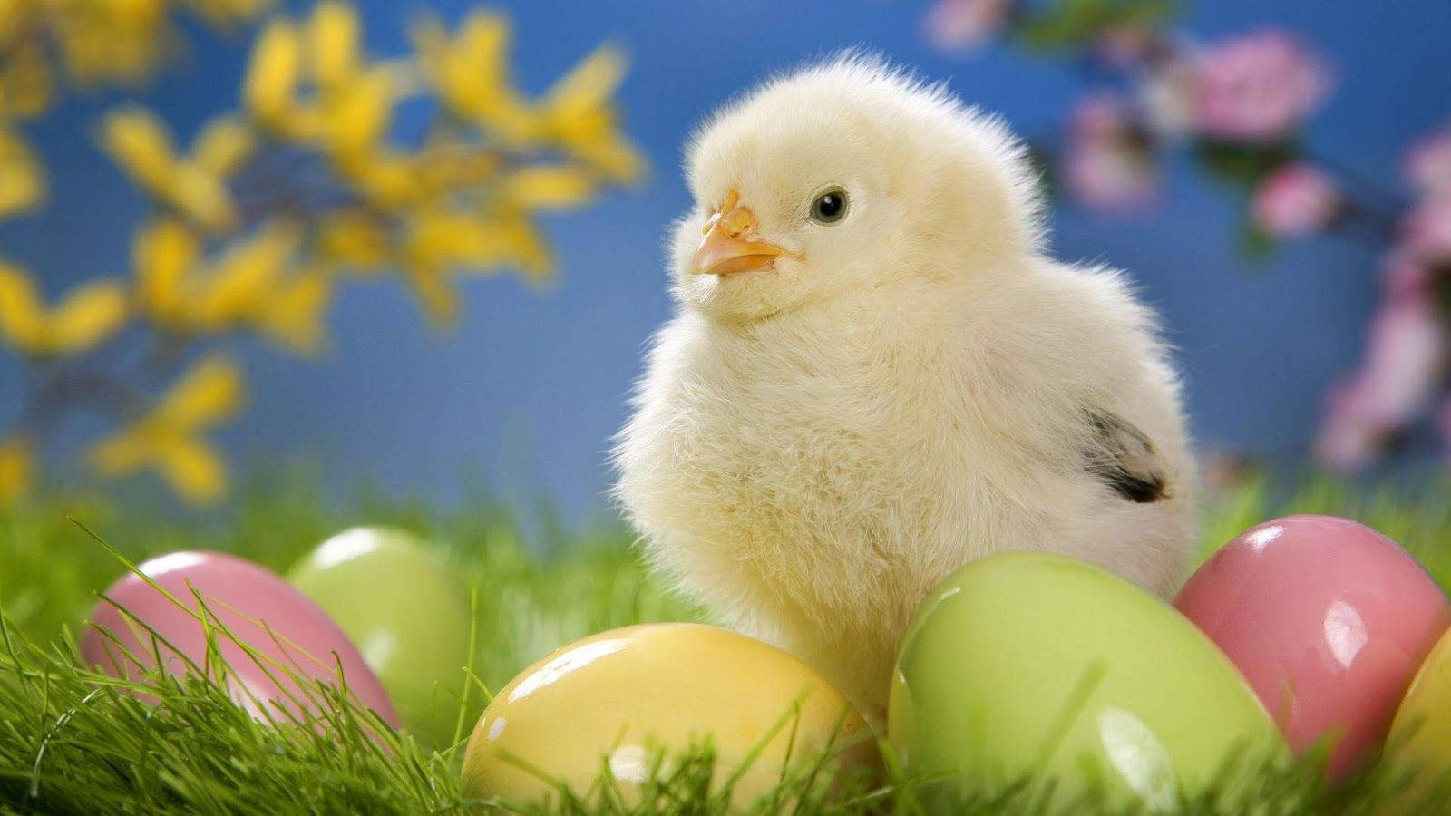 Cute Easter 桌布 壁紙 — 一隻毛茸茸的黃色小雞坐在色彩繽紛的復活節蛋之間，這些蛋藏在充滿活力的綠草中，背景是藍天和盛開的花朵。