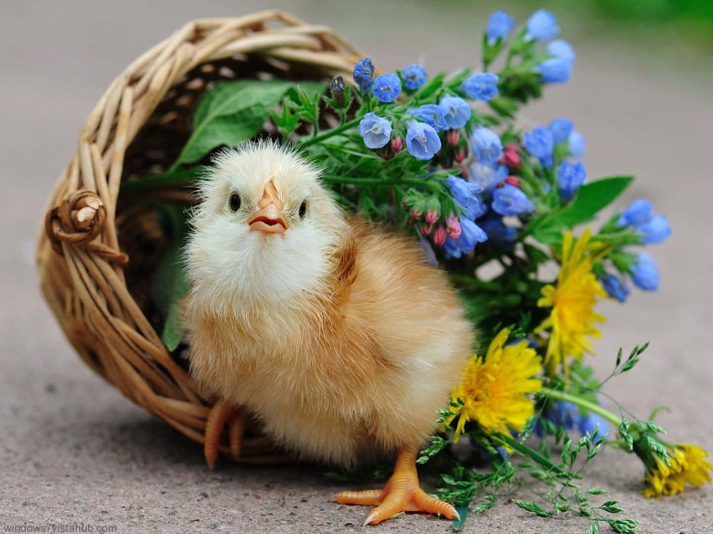 Beautiful Animal 桌布 壁紙 — 一隻毛茸茸的黃色小雞從一個編織籃子裡探出頭來，旁邊是柔軟地面上的藍色和黃色野花。