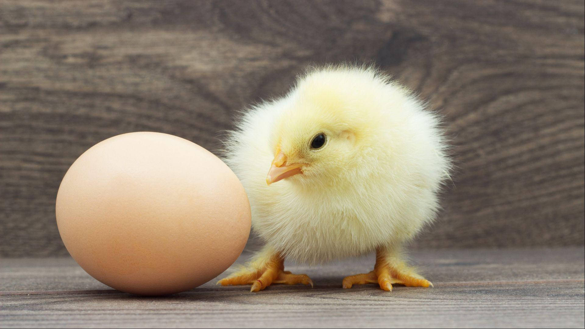 Egg 桌布 壁紙 — 一隻毛茸茸的黃色小雞站在木質表面上的棕色雞蛋旁邊。