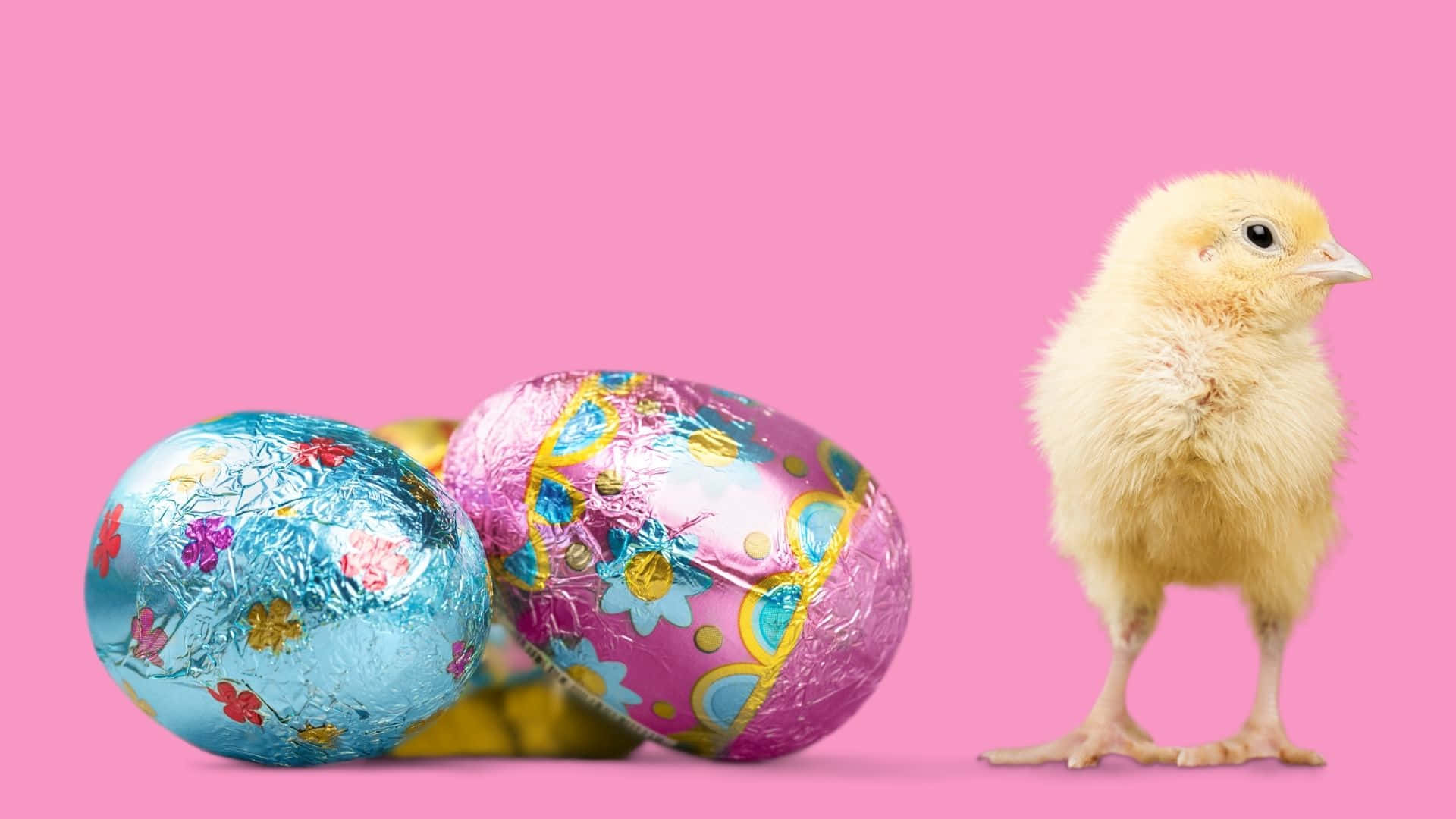 Easter Egg 桌布 壁紙 — 一隻毛茸茸的黃色小雞站在純粉紅色背景前，旁邊有兩個色彩繽紛的錫箔包裝復活節巧克力蛋。