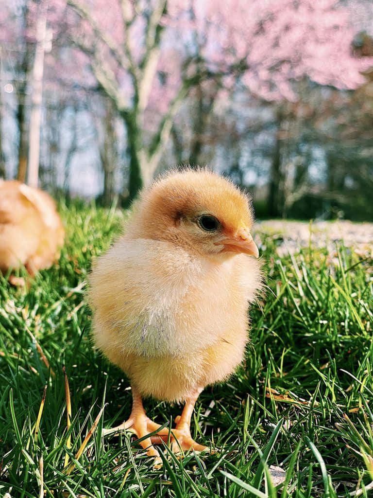 動物 桌布 壁紙 — 一隻毛茸茸的黃色小雞站在鮮綠色的草地上，背景有粉紅色的櫻花樹柔和地模糊。