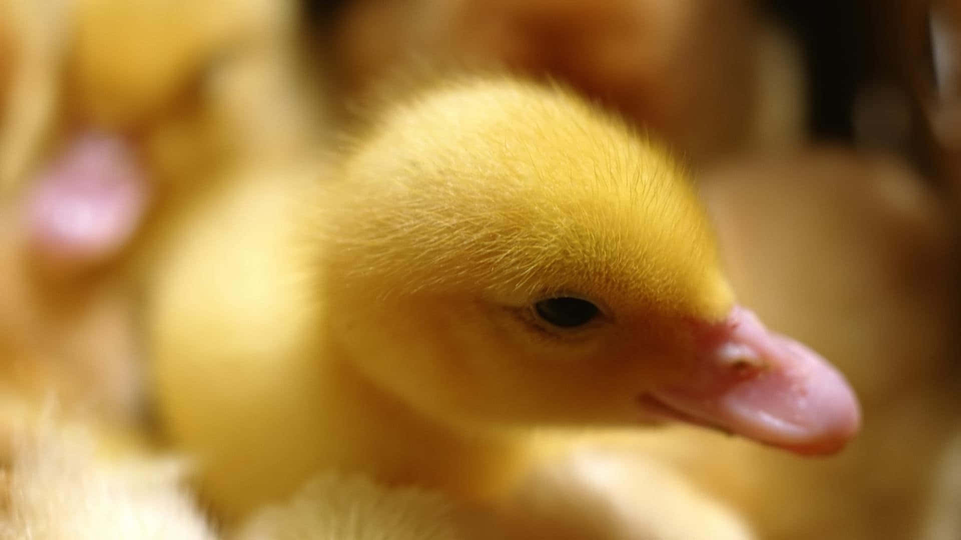 Cute Duck 桌布 壁紙 — 一隻毛茸茸的黃色小鴨，擁有粉紅色的喙，在模糊的兄弟姐妹中溫柔凝視的特寫。