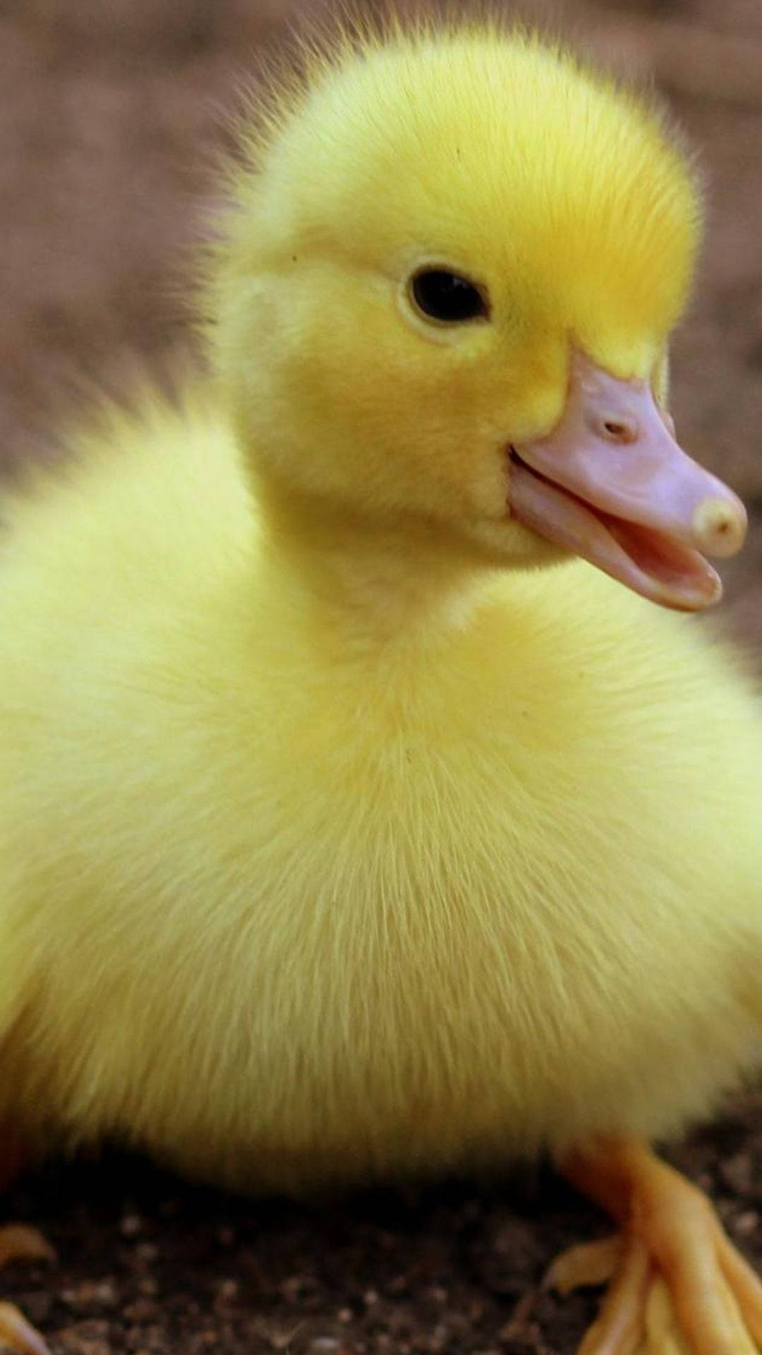 Baby Duck 桌布 壁紙 — 一隻毛茸茸的黃色小鴨，有著粉紅色的喙，坐在深色的泥土上，歪著頭，姿勢充滿好奇。